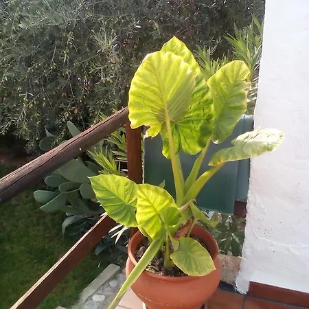 Frühstückspension Casa La Rosa